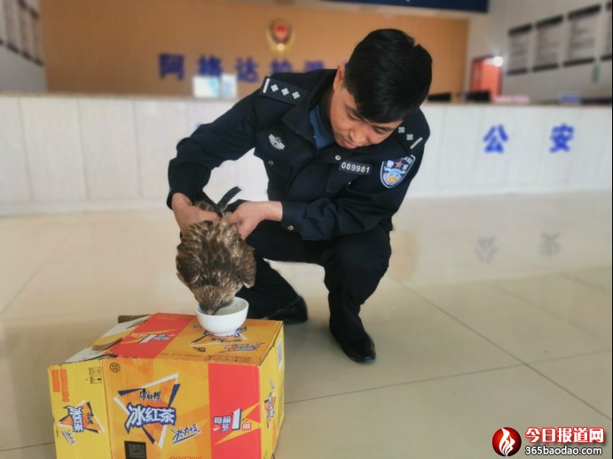 警民攜手救助國家一級重點保護動物獵隼300.png